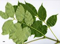 SpeciesSub: var. sachalinense